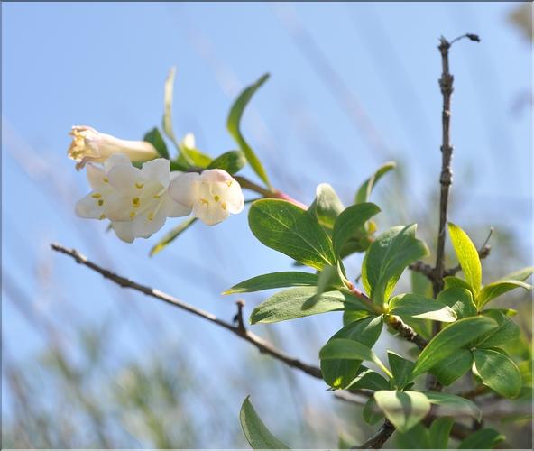 Lonicera_pyrenaica2_SP