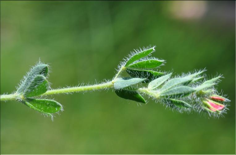 Lotus_corniculatus_SP