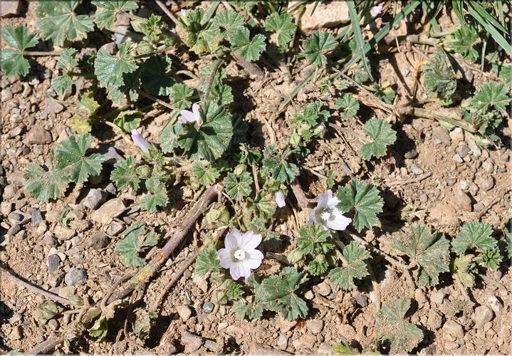 Malva_neglecta_SP