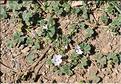 Malva_neglecta_SP