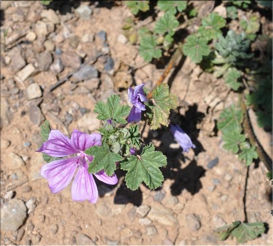 Malva_sylvestris1_SP
