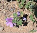 Malva_sylvestris1_SP