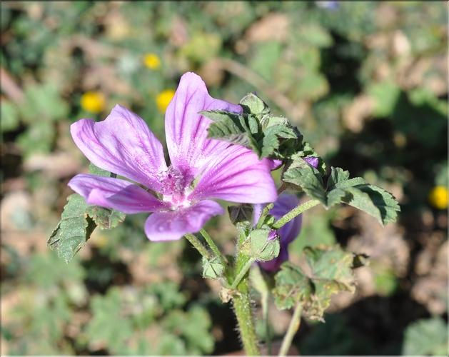 Malva_sylvestris2_SP