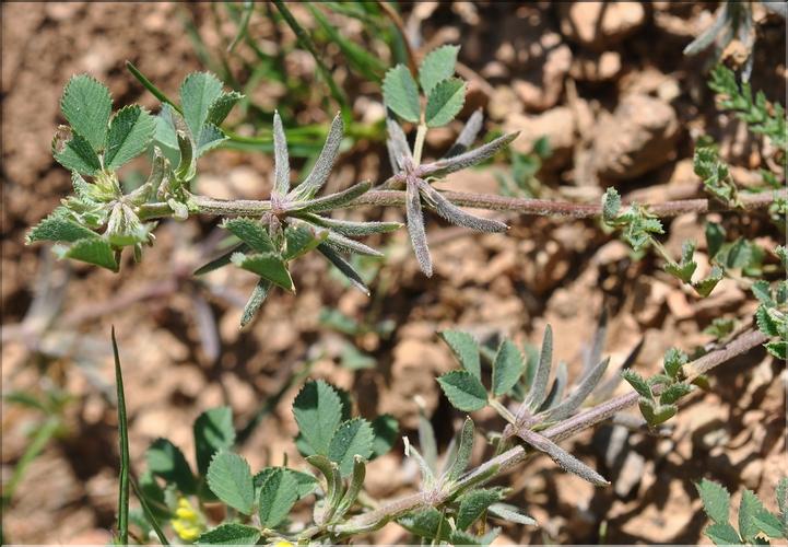 Medicago_monspeliaca1_SP