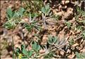 Medicago_monspeliaca1_SP