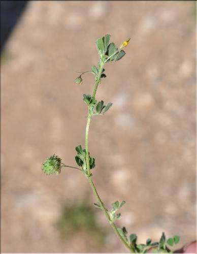 Medicago_rigidula_SP