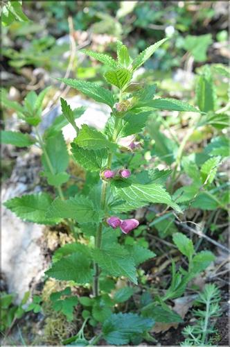 Melittis_melissophyllum_SP