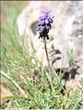 Muscari_baeticum1_SP