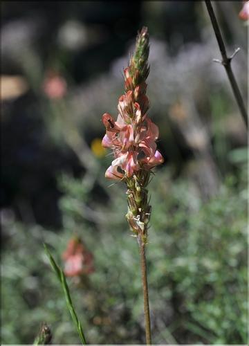 Onobrychis_supina1_SP