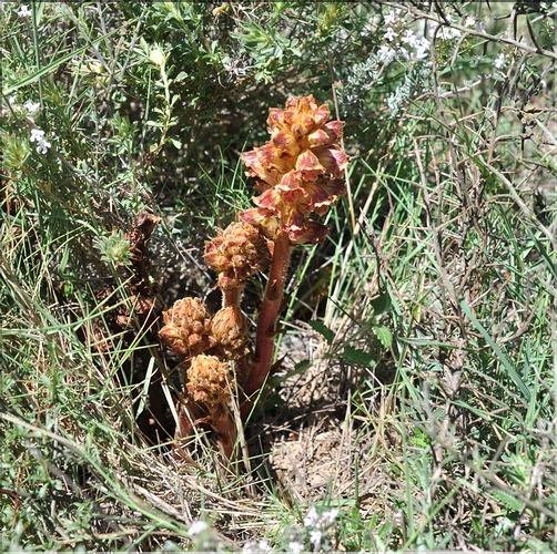 Orobanche_genistae_SP