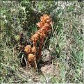 Orobanche_genistae_SP