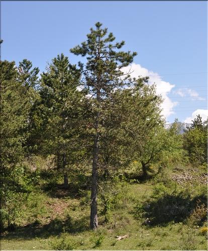 Pinus_nigra_nigra1_SP