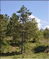 Pinus_nigra_nigra1_SP