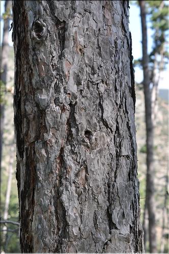 Pinus_nigra_nigra2_SP