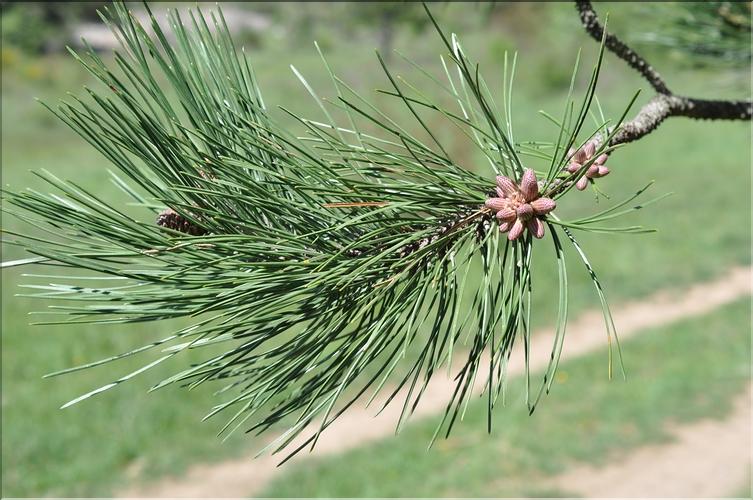 Pinus_nigra_nigra3_SP