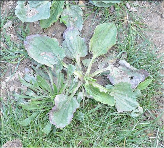 Plantago_major_SP