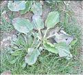 Plantago_major_SP