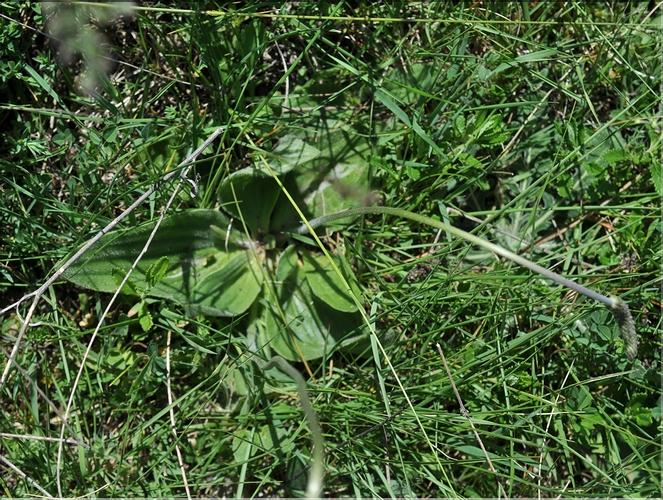 Plantago_media1_SP