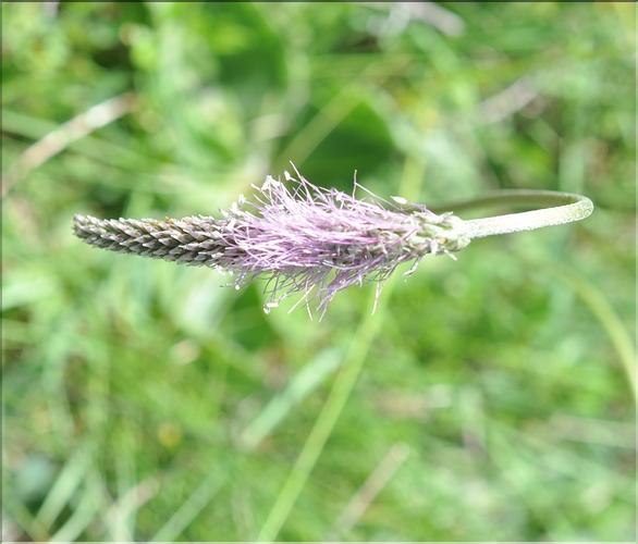 Plantago_media2_SP