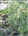 Plantago_sempervirens1_SP