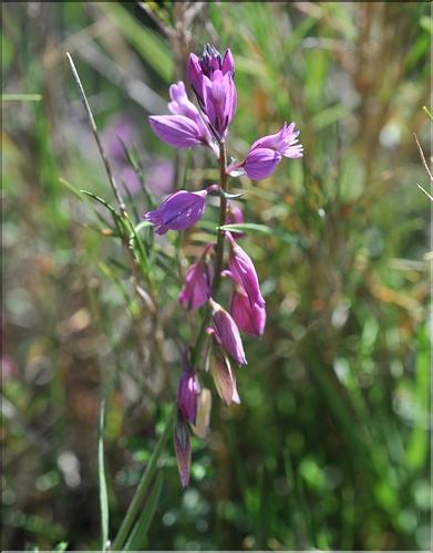 Polygala_vulgaris_SP