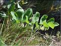 Polygonatum_sp4_SP