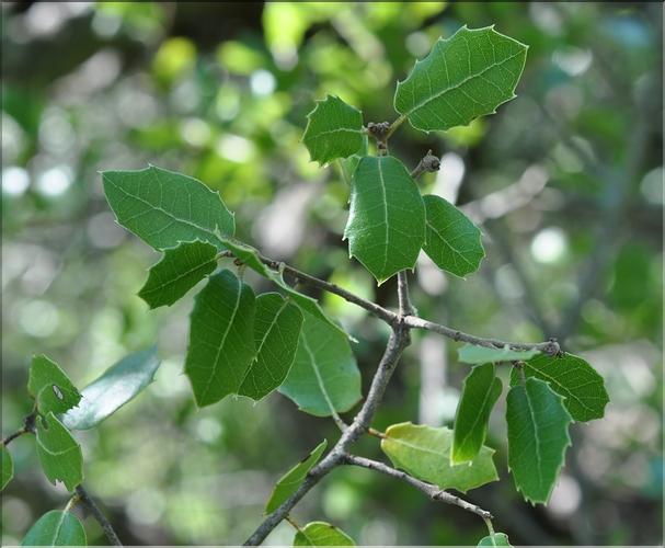 Quercus_coccifera3_SP