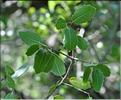 Quercus_coccifera3_SP