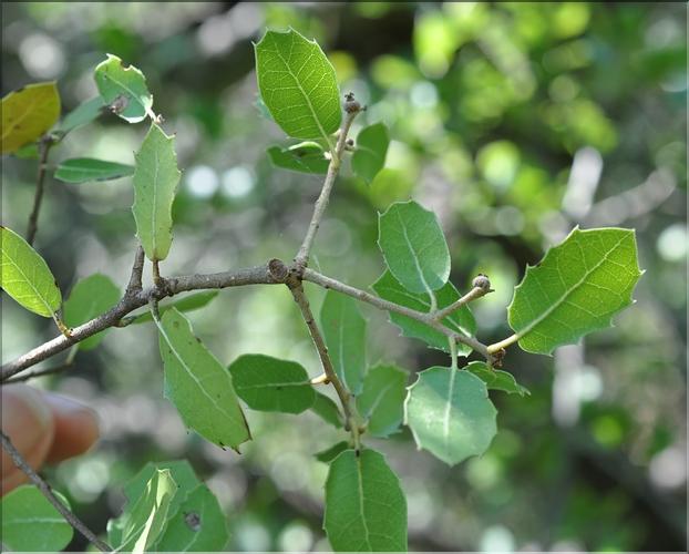 Quercus_coccifera5_SP