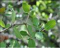 Quercus_coccifera5_SP