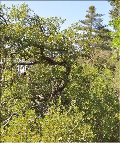 Quercus_coccifera6_SP