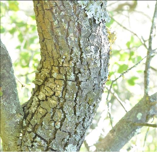 Quercus_coccifera7_SP