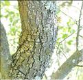 Quercus_coccifera7_SP