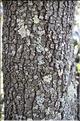 Quercus_ilex1_SP