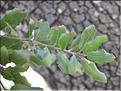 Quercus_ilex2_SP