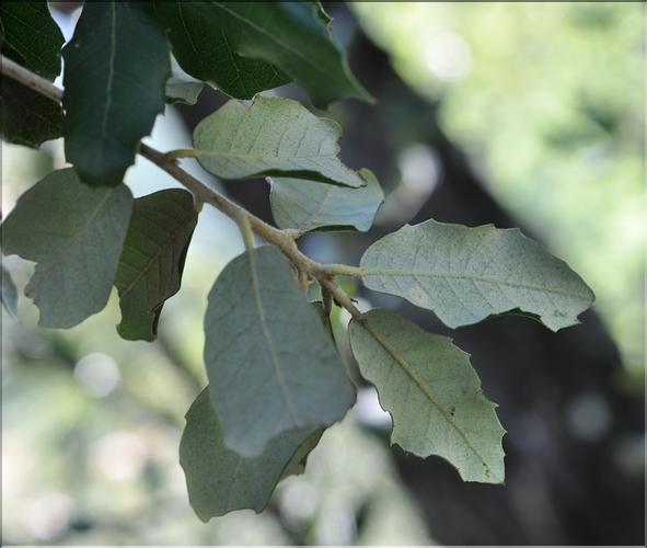 Quercus_ilex3_SP