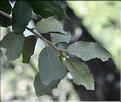Quercus_ilex3_SP