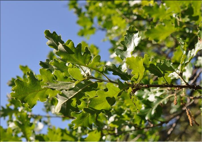 Quercus_pubescens_SP