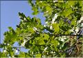 Quercus_pubescens_SP