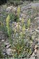 Reseda_lutea_SP