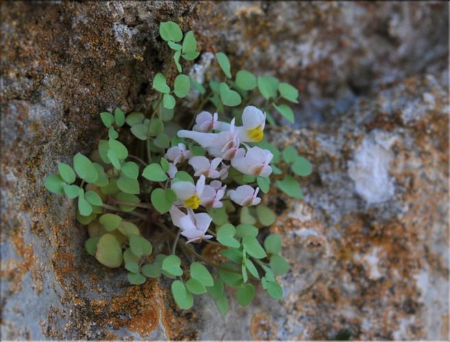 Sarcocapnos_enneaphylla_SP