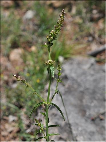 Stachys_recta1_SP