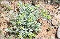 Teucrium_aureum_SP