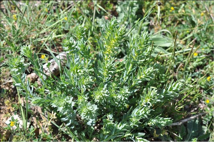 Thymelaea_sanamunda1_SP