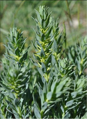 Thymelaea_sanamunda2_SP