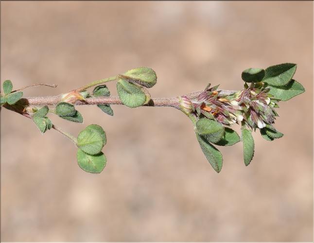 Trifolium_scabrum_SP