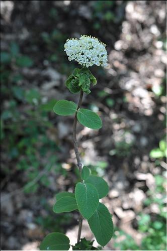 Viburnum_lantana1_SP