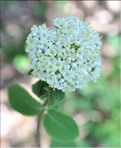 Viburnum_lantana2_SP