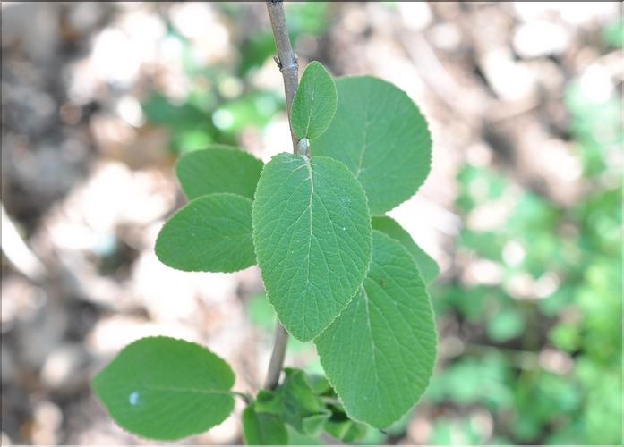Viburnum_lantana3_SP