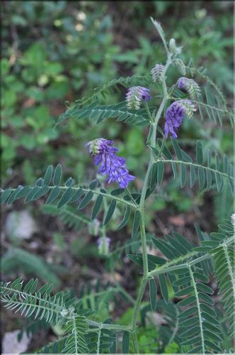 Vicia_incana_SP
